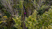 aerial view of a runner with pink top running on a trail in the forest in autumn, in Clarafond-Arcine, RhÃ´ne Alpes in France