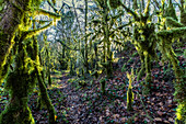 Sonnenlicht über Zauberwald mit Bäumen bedeckt mit grünem Moos und einem Weg in der Mitte, in Bellegarde-sur-Valserine, Frankreich