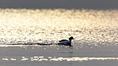 lonely duck at sunset on the Geneva lake, with beautiful reflection of the sun on the lake in Vaud Canton, in Switzerland