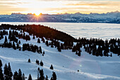 Alpine Kette im Hintergrund an einem sonnigen Morgen mit dem Genfer See unter einem Meer von Wolken und der Jura im Vordergrund mit Schnee und Fichten im Kanton Waadt, Schweiz