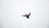 einsame Stockente fliegt über den Genfer See, der See und der Himmel sehen aus wie ein grauer Raum im Winter in Rolle, Schweiz