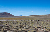 Antelope running full speed through the desert.