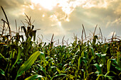Scenery of corn field