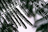 Fern Blätter in der Silhouette