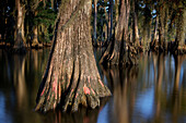 Cypress tree with hanging moss