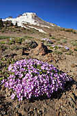 Wildblumen sitzen an der Basis der schneebedeckten Mount Hood in Oregon.