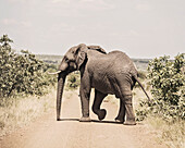 Naturfoto mit einzelnem Elefantenüberquerung-Schotterweg, Kruger National Park, Südafrika