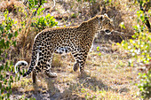 Leopard in Maasai Mara, Kenia