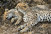 Cheetah watching over and her cub in Maasai Mara, Kenya