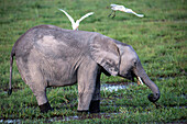 Elephant calf grazing in swamp in Amboseli National Park, Kenya