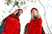 Zwei scharlachrote Ara (Ara Macao) Papageien Blick in die Kamera, Xcaret Park, Playa del Carmen, Quintana Roo, Halbinsel Yucatan, Mexiko