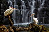 Zwei weiße Pelikan (Pelecanus Erythrorhynchos) Vögel gegen den Wasserfall, Xcaret Park, Playa del Carmen, Halbinsel Yucatan, Mexiko
