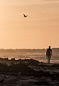 Silhouette of lone male surfer walking towards ocean at sunset, Elands Bay, Western Cape, South Africa