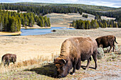 Bison grazing in meadow in Yellowstone National Park, Wyoming, USA