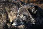 Headshot of timber wolf, Rapid City, South Dakota, USA