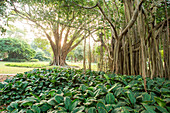 Indischer Banyanbaum (Ficus benghalensis) in Durban Botanischer Garten, Durban, KwaZulu-Natal, Südafrika
