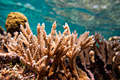 Riff und Koralle in seichtem Wasser vor Utila Island, Honduras.