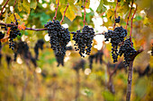 Bunch of grapes hanging in vineyard, Delaplane, Virginia, USA