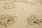 Winzige Krabben, die Sand für Lebensmittel filtern und Reihen von kleinen Sandbällen hinterlassen, Provinz Krabi, Thailand