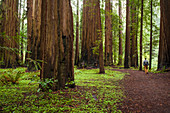 Man hiking in natural scenery of redwood forest, Humboldt County, California, USA