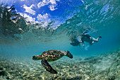 Leute, die mit Schildkröten am Laniakea-Strand schnorcheln