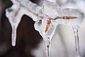 Ein Team von Forschern repliziert einen Eissturm im Winter in den White Mountains von New Hampshire. Das Team untersucht die Auswirkungen von Eisstürmen auf Böden, Bäume, Vögel und Insekten.