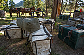 Panniers werden zusammen im Lager mit Pferden und Maultieren im Hintergrund platziert