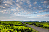 Teefelder und eine schmale Straße unter einem blauen Himmel der unregelmäßigen Wolken im Kerinci Tal. Kerinci ist eine der produktivsten Teeregionen der Welt. Kerinci Valley, Sumatra, Indonesien