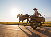 Ein Mann auf einem Pferdewagen vorbeifährt in der Landschaft der Cienfuegos Region