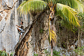 A local Cuban climber rope climbs up a cliff in Vinales, Cuba.