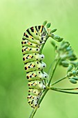 Swallowtail Caterpillar, Yellow Swallowtail (Papilio machaon) caterpillar, Benalmadena, Malaga Province, Spain.