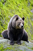 Braunbär, Ursus arctos, Bayern, Deutschland.