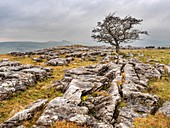 Einsamer Baum auf Kalksteinpflasterung bei Winskill-Steinen nahe Stainforth Ribblesdale Yorkshire-Dales England.