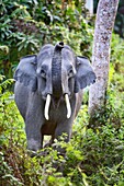 Indischer Elefant (Elephas maximus indicus) Junger Mann im Kaziranga Nationalpark Assam Indien.