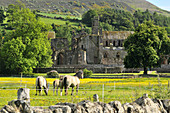 Melrose- Abbey und Pferde, Süd-Schottland