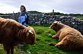 Frau und Hochlandrinder auf der Insel Iona, Südteil der Insel Mull, Schottland