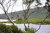 'Busch und Ruine, Ardvreck Castle bei Lochinver an der Küste ''The Minch'', Nordwest-  Schottland'