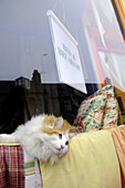Bed and Breakfast with cat in Dufftown at the Wiskey Trail, Highlands, Scotland