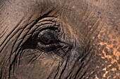 Detail von Auge von einem Elefanten im Wa Byu Gaung Elephant Camp, nahe Thabeikkyin, Mandalay, Myanmar