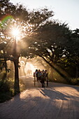 Horse-drawn carriage excursion along dusty track near the ancient temples of Bagan at sunset, Bagan, Mandalay, Myanmar