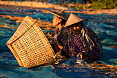 Women toss little dried fish from tarp into basket on Ngapali Beach, Ngapali, Thandwe, Myanmar