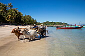 Touristen fahren auf Ochsenkarren am Strand vom Dorf Maung Shwe Lay, nahe Ngapali, Thandwe, Myanmar