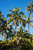 Palm trees, Ngapali, Thandwe, Myanmar