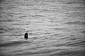 A surfer waiting for the waves on sea
