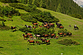 Zentralasien, Kirgisistan, Issyk-Kul-Provinz (Ysyk-Köl), Juuku-Tal, der Schäfer Gengibek Makanbietov führt seine 24 Pferde in die Bergweide