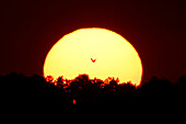 Frankreich, Normandie. Sonnenuntergang über Agon-Coutainville. Seemöwe, die vor der Sonne fliegt.