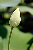 France, Paris. Val de Marne. Vincennes. Parc Floral de Vincennes. The Aquatic Garden. Closeup of an Inidian lotus bud (Nelumbo nucifera).