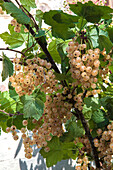 White currants