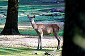 France, Burgundy, Yonne. Area of Saint Fargeau and Boutissaint. Young stag (fawn) in the undergrowth.