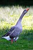 Frankreich, Burgund, Yonne. Gebiet von Saint Fargeau und Boutissaint. Gezüchtete Gans in einem Bauernhof.